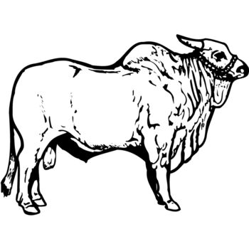 COW018 Thumbnail
