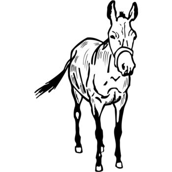BURRO010 Thumbnail