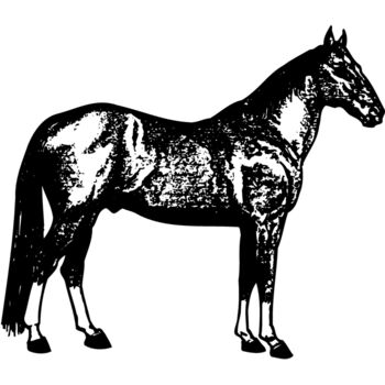 HORSE054 Thumbnail