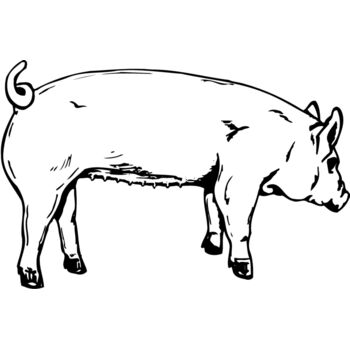 SOW0002 Thumbnail