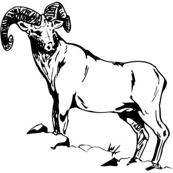 RAM013 Thumbnail