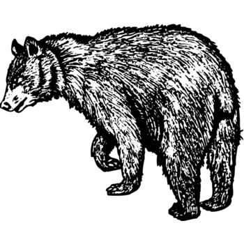BEAR011 Thumbnail
