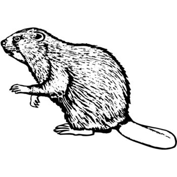 BEAVER03 Thumbnail