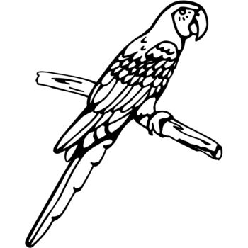 BIRD017 Thumbnail
