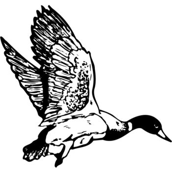 BIRD087 Thumbnail