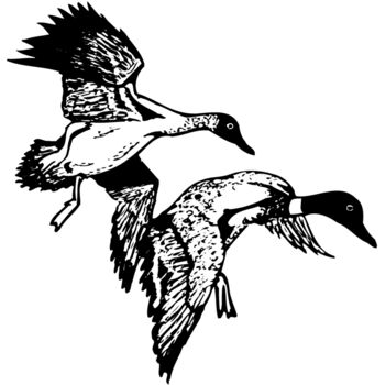 BIRD088 Thumbnail