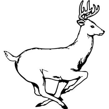 DEER003 Thumbnail