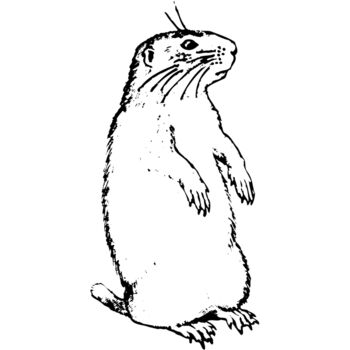 GOPHER01 Thumbnail
