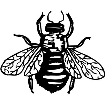 FLY01 Thumbnail