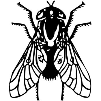 FLY02 Thumbnail