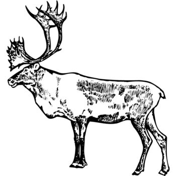 MOOSE003 Thumbnail