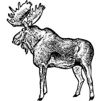 MOOSE004 Thumbnail