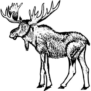 MOOSE005 Thumbnail