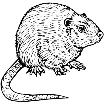 MOUSE002 Thumbnail