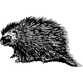 PORC001 Thumbnail