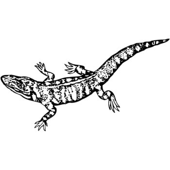 LIZARD02 Thumbnail