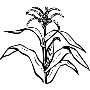 GRAIN002 Thumbnail