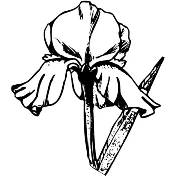 FLOWER11 Thumbnail